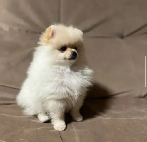 Cachorro Lulu da Pomerania filhote encantador em promoção por tempo limitado