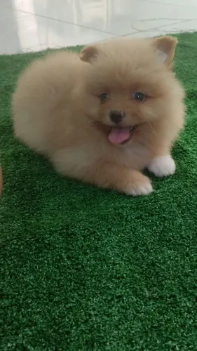 Spitz Alemão 