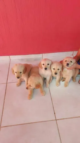 Filhotes de Golden retriever pedigree fêmea e machos barato