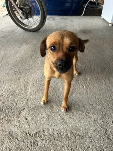 Adoção responsável Gauchinha 