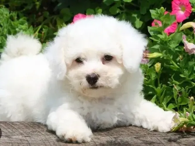Bichon frise