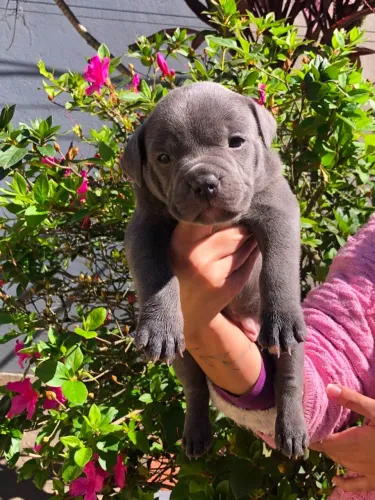 Filhote de American Bully | nascidos 13/06