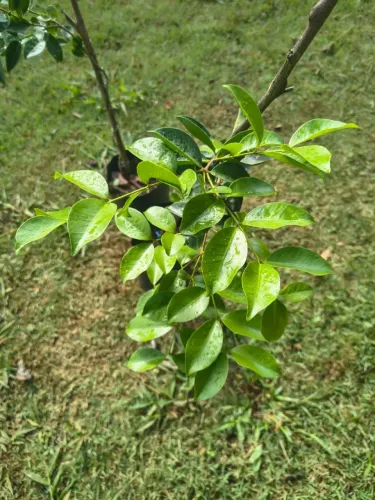 Muda de Araçá Roxo