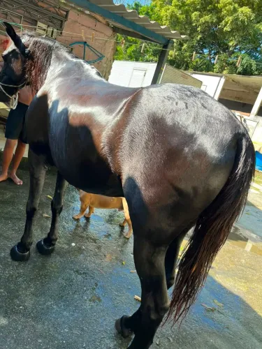 Cavalo Manga larga