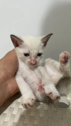 3 gatos para doação