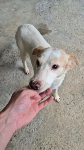 Doa-se cachorro macho (Branquinho)