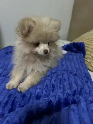 Vendo um Spitz alemão.