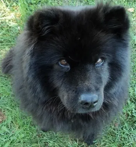 Chow Chow 
