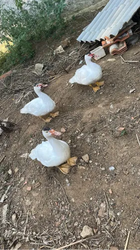 3 patos 