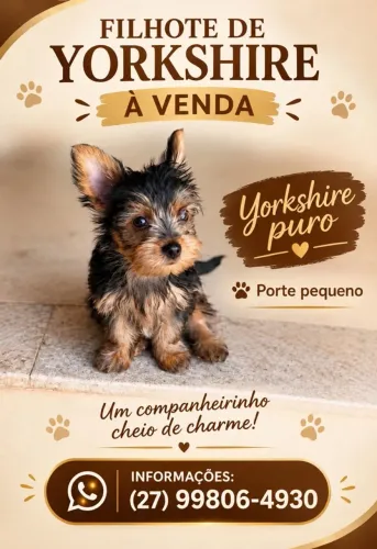 Vendo filhote de yorkshire