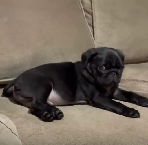 Pug preto