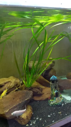 Plantas naturais para aquario 