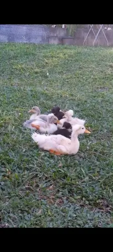 Vendo filhotes marreco de pompom