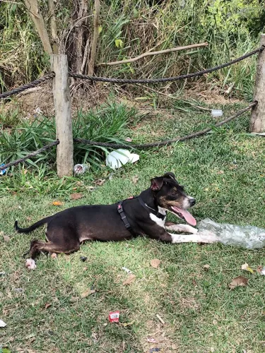 Doação filhote cachorra