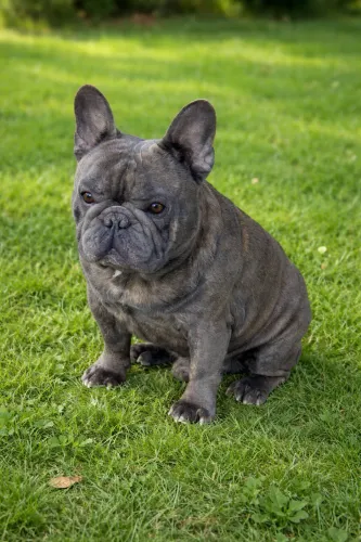 Bulldog Francês disponível pra Cruza/Cobertura 