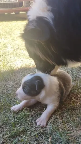 Border Collie Disponível para venda 