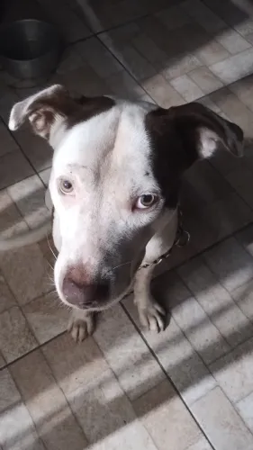 Pitbull macho para adoção 