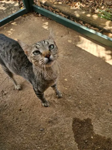 Doação Gata