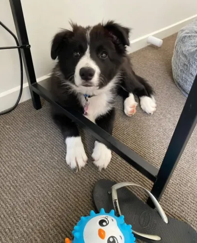 Filhotes de Border Collie | Um amigo para criar lembranças especiais.