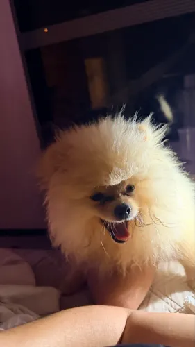 Spitz Alemão (Lulu da Pomerânia) disponível