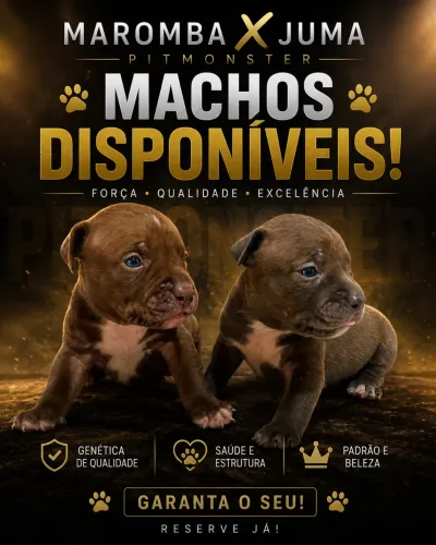 FILHOTES DISPONÍVEIS 