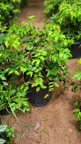 Frutífera Jabuticaba 