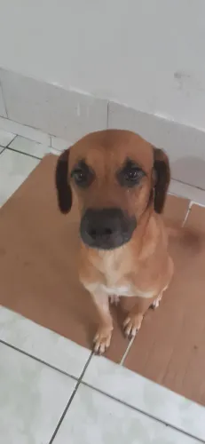 Procuro pelos meus pets