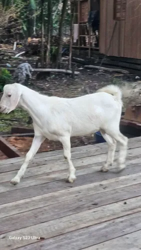Cabrito
