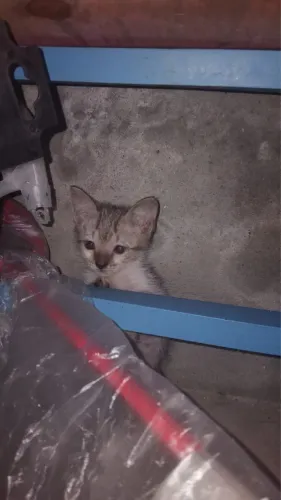 Doação de gatinho 