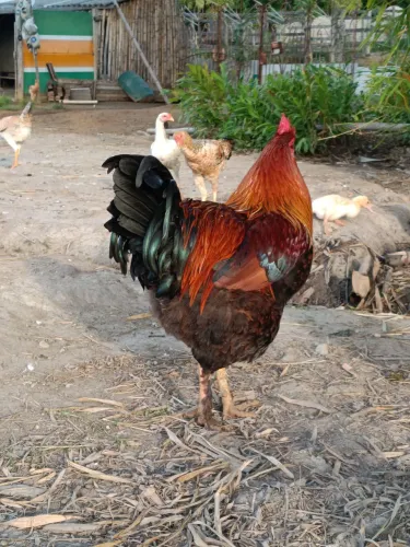 Galo Brahma perdiz 