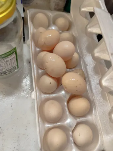 OVOS GALADOS DE SEDOSA DO JAPÃO