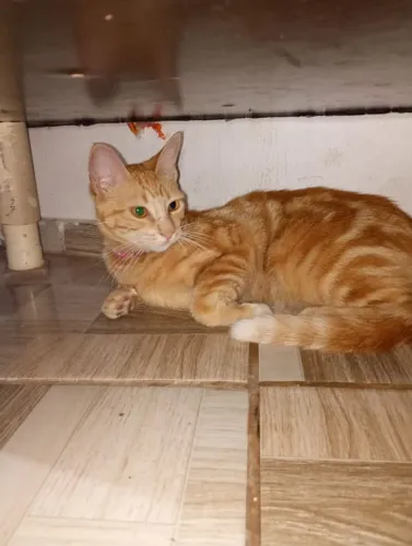Gatos para adoção