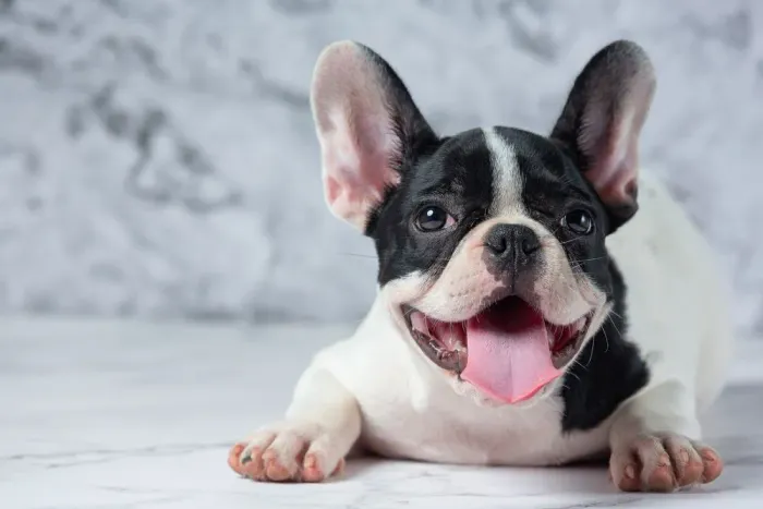 Bulldog Frances Legítimo 
