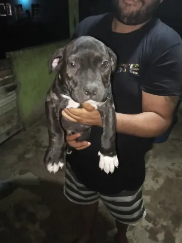 Pitbull macho pra vender 