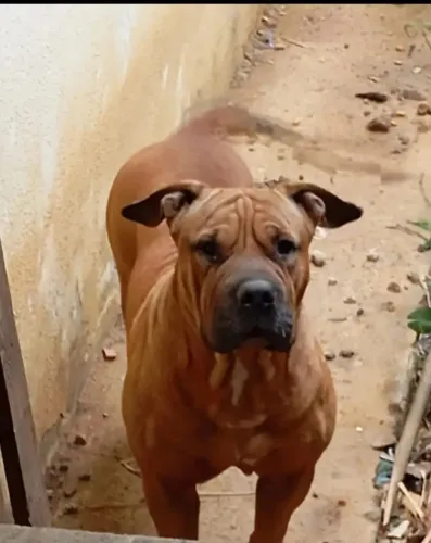 Vende-se mestiço a Pit bull