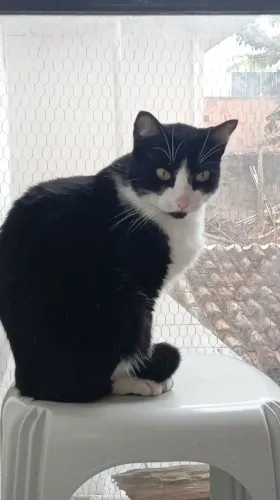 Dou gato frajola 