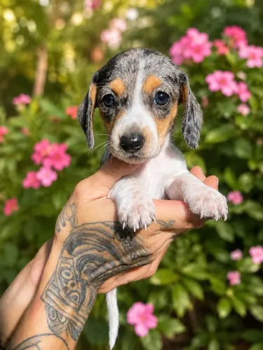 Basset Hound com Temperamento Tranquilo
