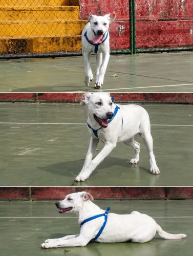 Cachorro para doação 