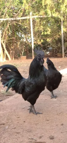 Ayam Cemani