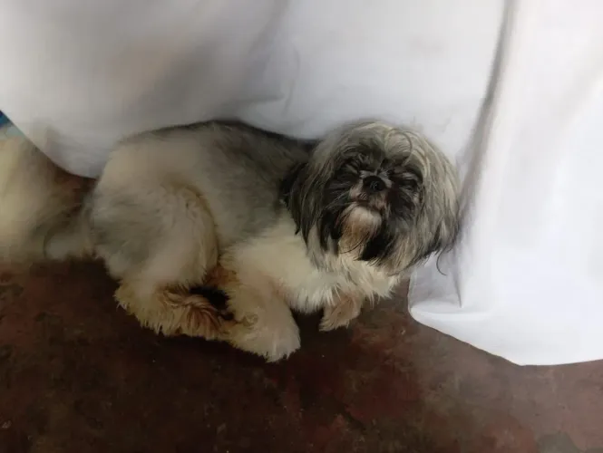 Cachorro 