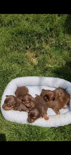FILHOTES DE PINSCHER MARROM CHOCOLATE