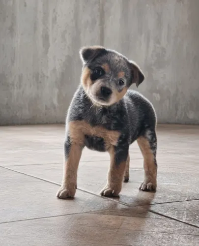 Blue Heeler e Red Heeler Fêmeas