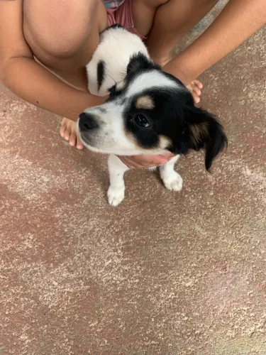 DOA-SE CACHORROS