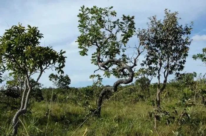 Trabalhador rural