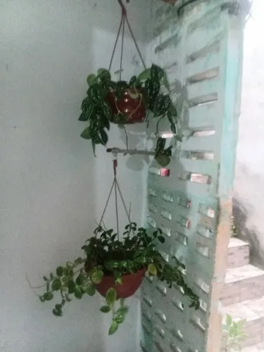 Plantas lindas trepadeiras
