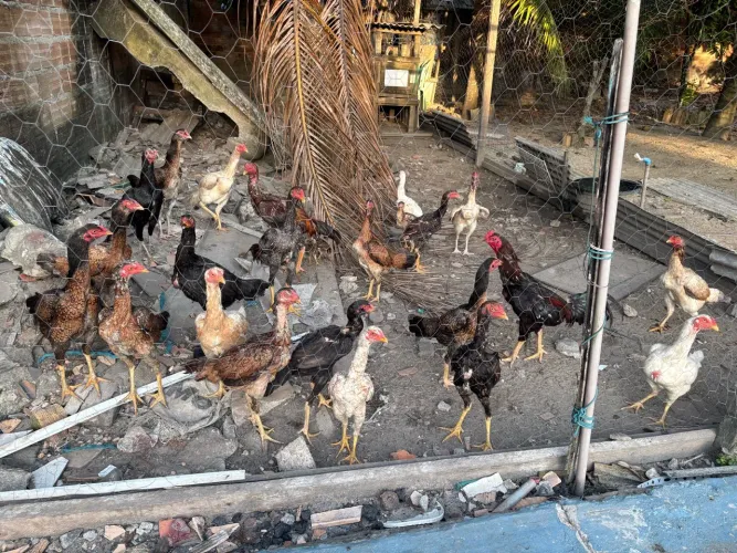 Criação de galinhas mura