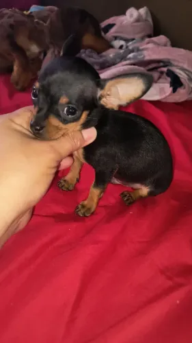 Pinscher zero