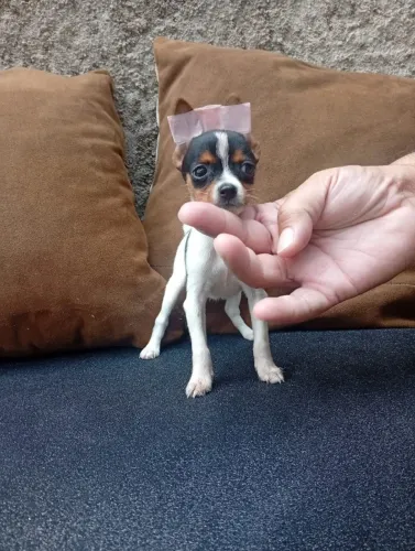 Pinscher e Yorkshire prontos para novo lar