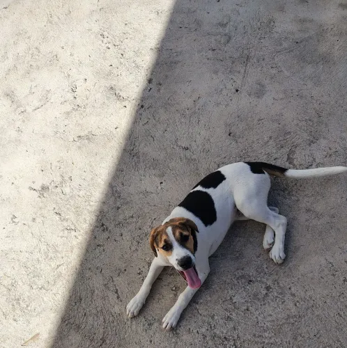 Cadela filhote 7 meses raça beagle