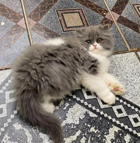 Filhote de gato persa macho
